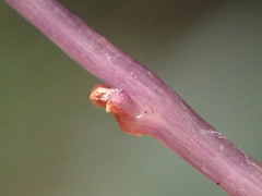 Seychellaria thomassetii