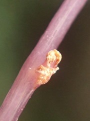 Seychellaria thomassetii