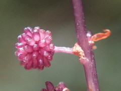 Seychellaria thomassetii