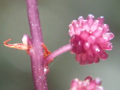 Seychellaria thomassetii