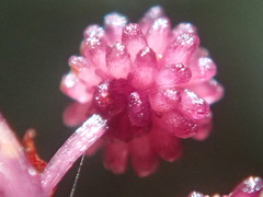 Seychellaria thomassetii