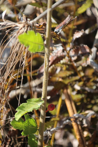 Image of Ficus pygmaea by no rights reserved