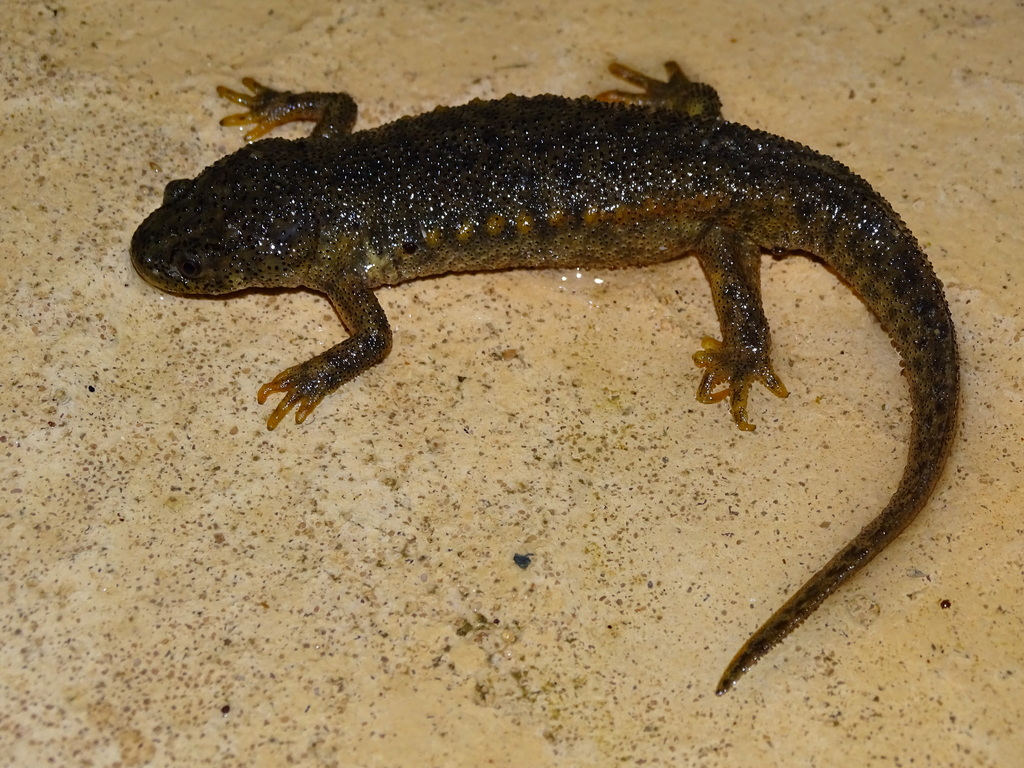 Pleurodèle de Waltl (triton géant) (Pleurodeles waltl)