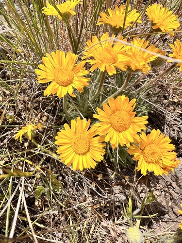 Erigeron chrysopsidis var. chrysopsidis