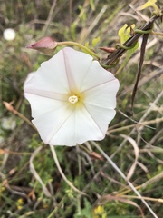 Calystegia subacaulis