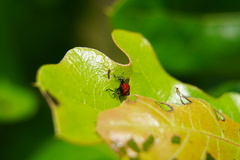 Attelabinae