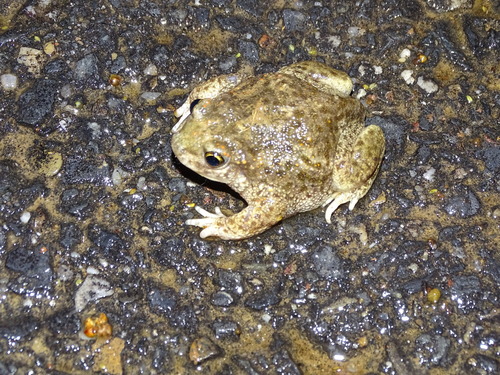 Alytes cisternasii