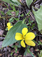 Viola praemorsa linguifolia