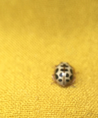 Anisosticta bitriangularis