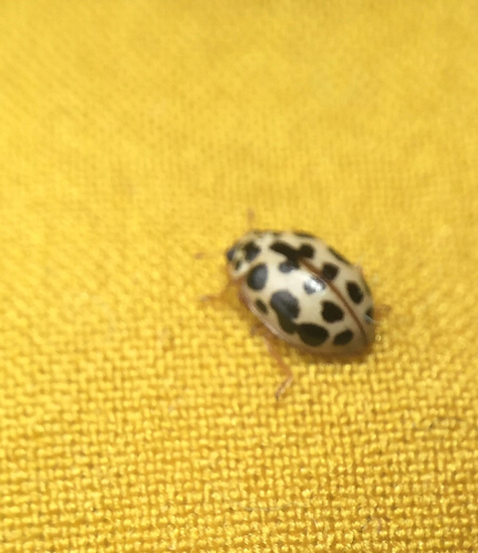 iNaturalist observation photo of Marsh Lady Beetle
