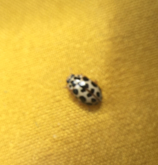 Anisosticta bitriangularis