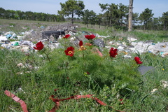 Paeonia tenuifolia