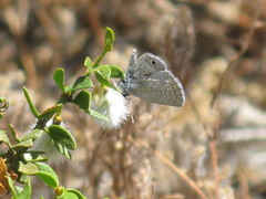 Hemiargus ceraunus