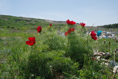 Paeonia tenuifolia