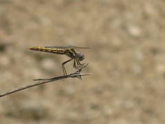 Sympetrum corruptum