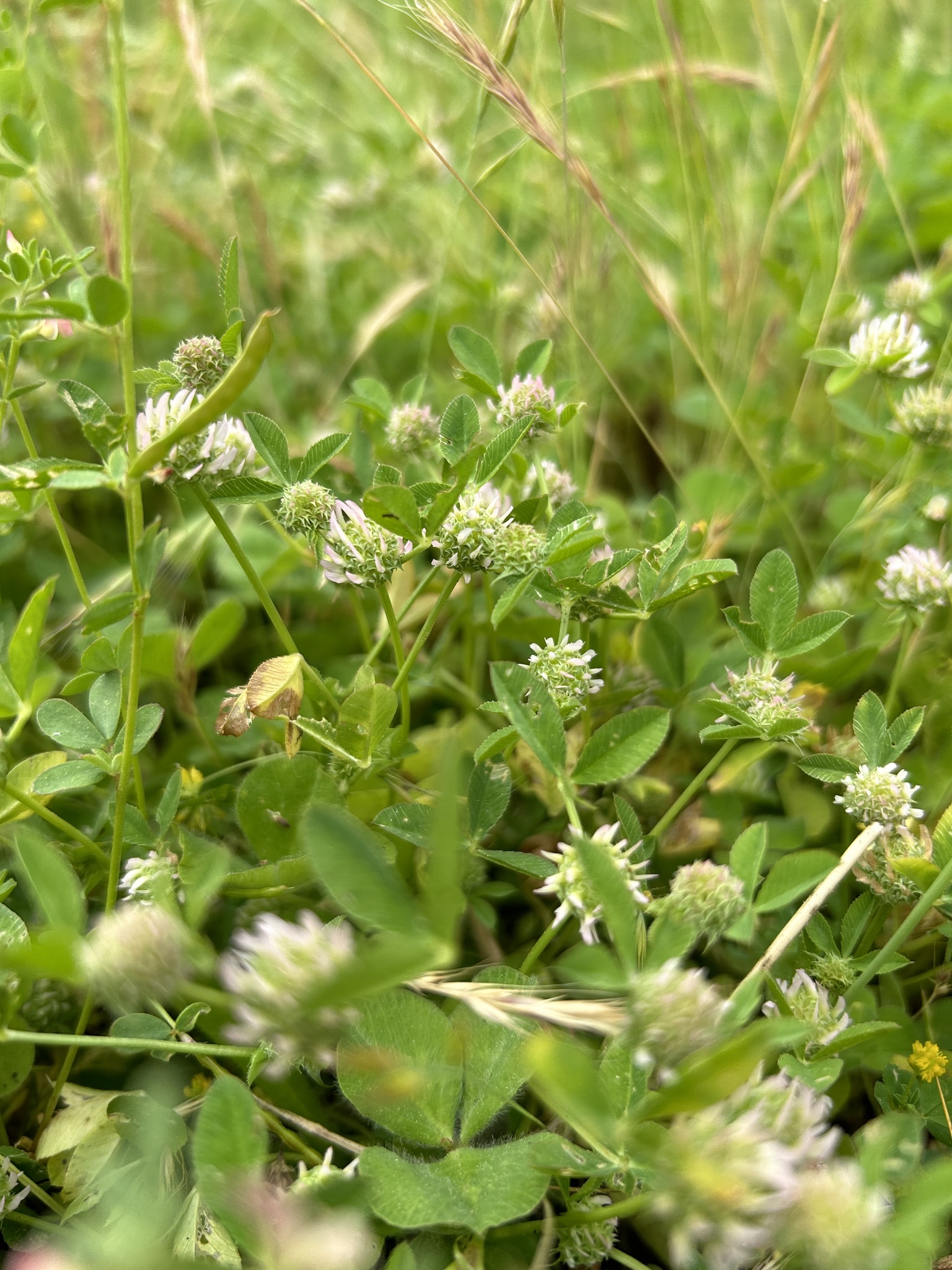 Trifolium glomeratum