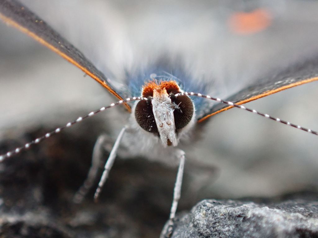 Gray hairstreak (Strymon melinus)