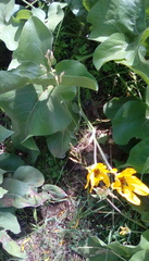 Balsamorhiza