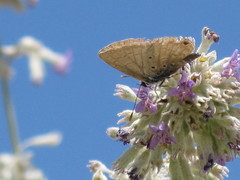Papilionoidea