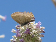 Papilionoidea