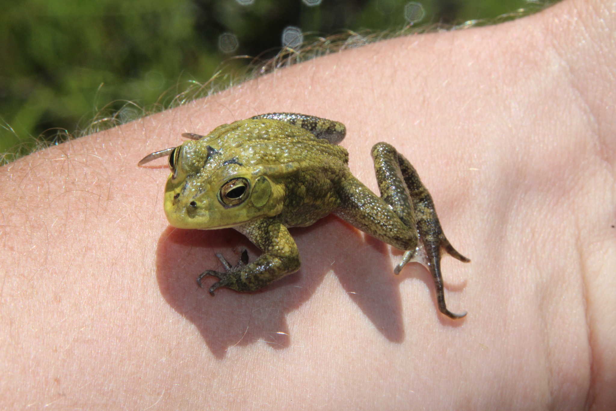 Lemaire's Toad, Sclerophrys lemairii