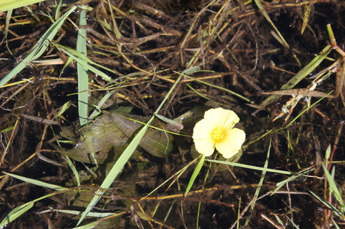 Image of Ottelia ulvifolia by no rights reserved