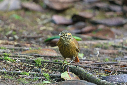 Scaly-throated Foliage-gleaner (Anabacerthia variegaticeps), photo 6