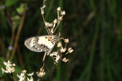 Acraea cabira