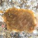 Dendrodoris temarana - Photo (c) Dennis Rabeling, some rights reserved (CC BY-NC-ND), uploaded by Dennis Rabeling