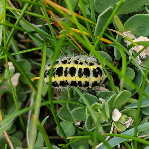 Zygaenidae