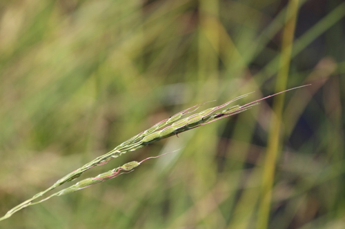Rice Grass (Oryza longistaminata)