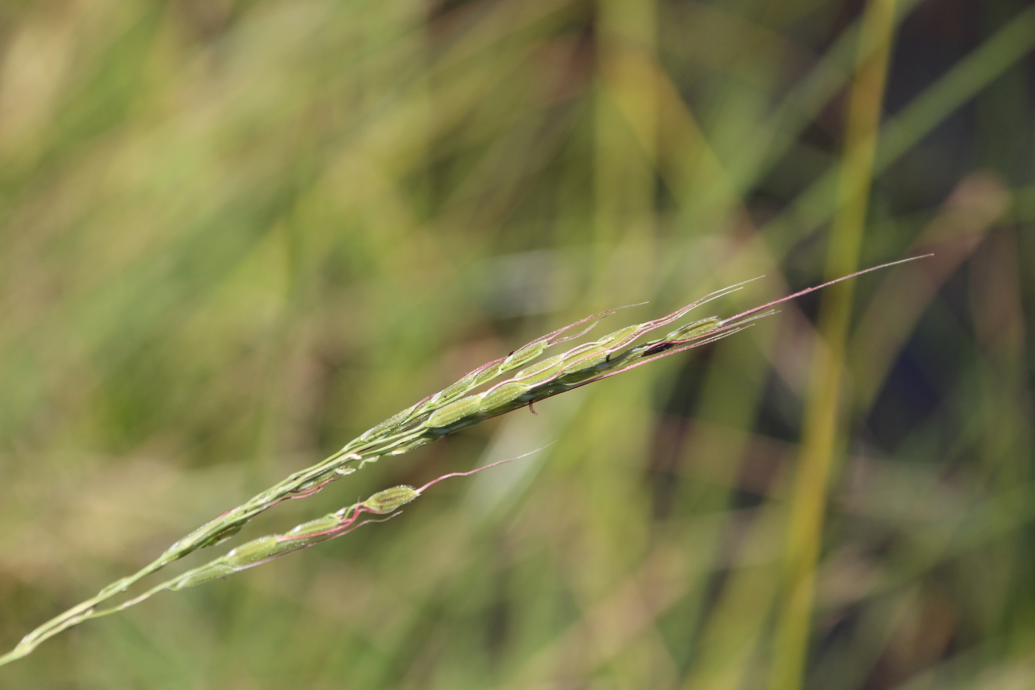 Rice Grass (Oryza longistaminata)