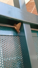 Litoprosopus futilis