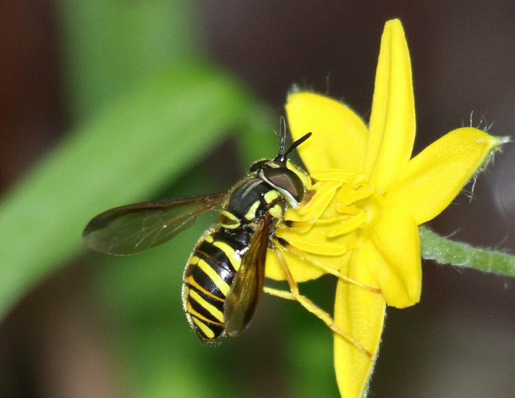 Broad-banded Meadow Fly in May 2024 by Bruce Grimes · iNaturalist
