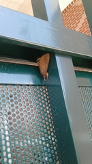 Litoprosopus futilis