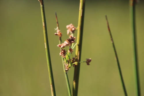 Image of Schoenoplectiella corymbosa by no rights reserved