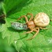 Crab Spiders - Photo (c) PerkPenn, some rights reserved (CC BY-NC-ND)