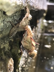 Libellula saturata