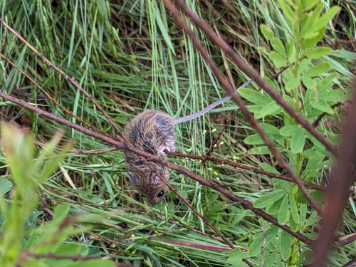 Fulvous Harvest Mouse