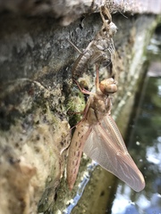 Libellula saturata
