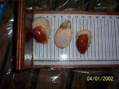 Scaphander lignarius