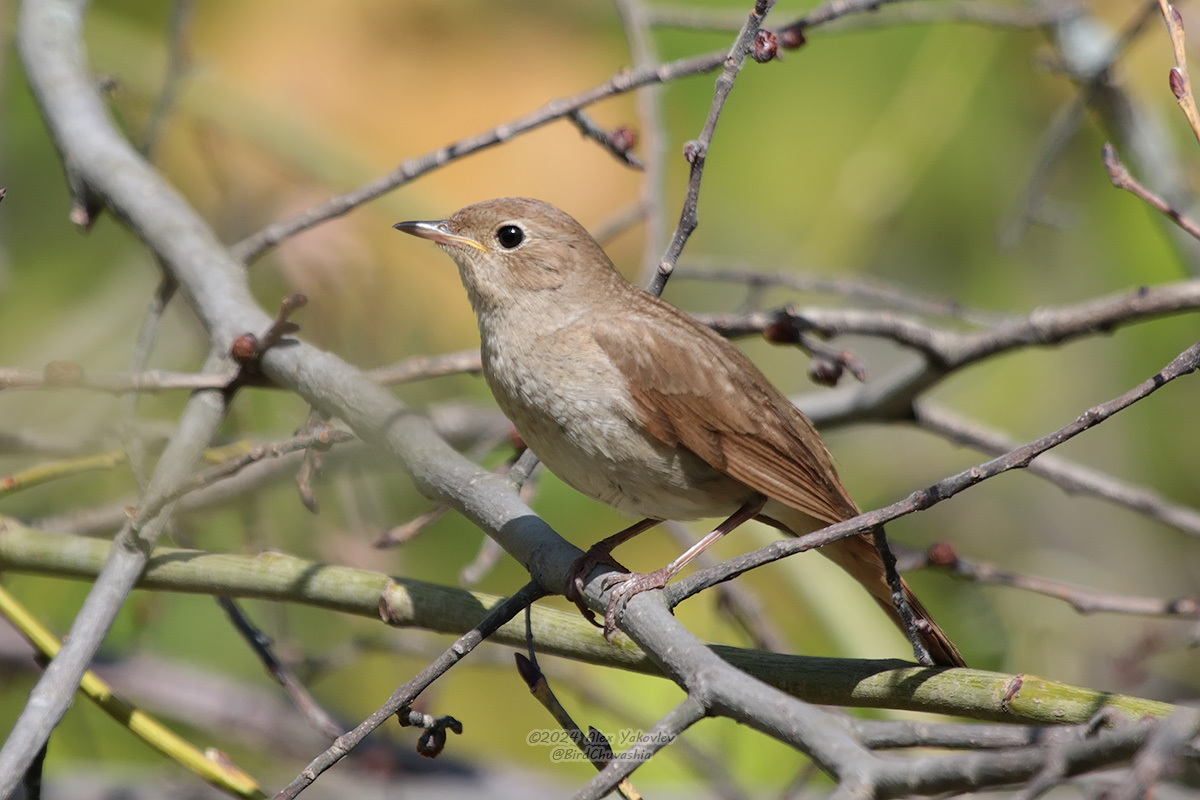iNaturalist.org. А. Яковлев, Чебоксары Чувашия, май 2024