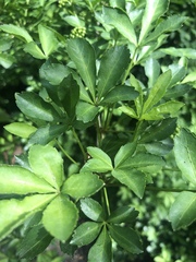 Eleutherococcus sieboldianus