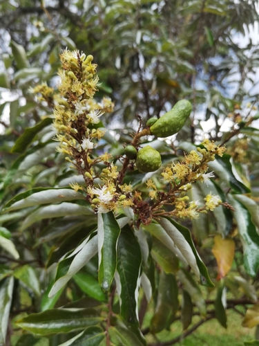Couepia polyandra (Couepia polyandra)
