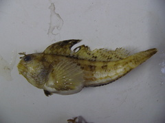 Blennius ocellaris