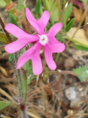 Image of Silene scabriflora by (c) Diego Rodríguez Hernández, some rights reserved (CC BY)