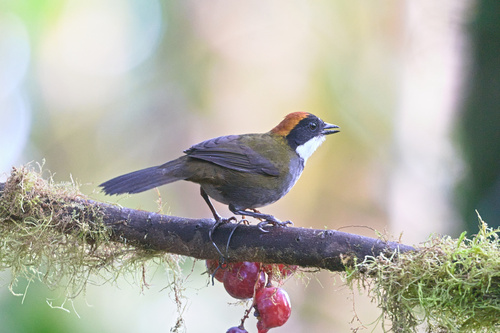Chestnut-capped Brushfinch (Arremon brunneinucha), photo 10