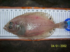 Lepidorhombus boscii
