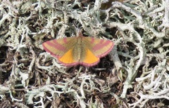 Lythria cruentaria