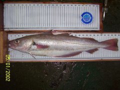 Merlangius merlangus